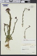 Image of Boechera inyoensis
