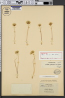 Image of Allium fibrillum