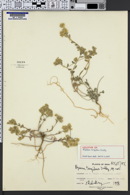 Image of Alyssum turgidum