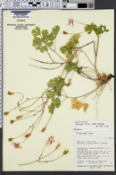 Image of Aquilegia loriae