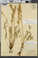 Image of Aragallus pinetorum
