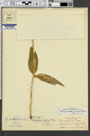 Arnica chamissonis var. longinodosa image