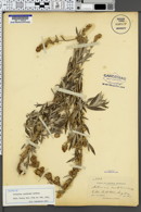 Artemisia ludoviciana subsp. candicans image