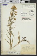Aster leucopsis image