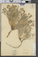 Astragalus flavus var. argillosus image