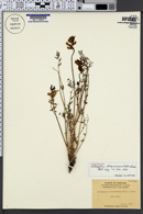 Image of Astragalus atropubescens