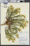 Image of Astragalus avonensis