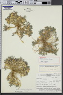 Image of Astragalus beatleyae