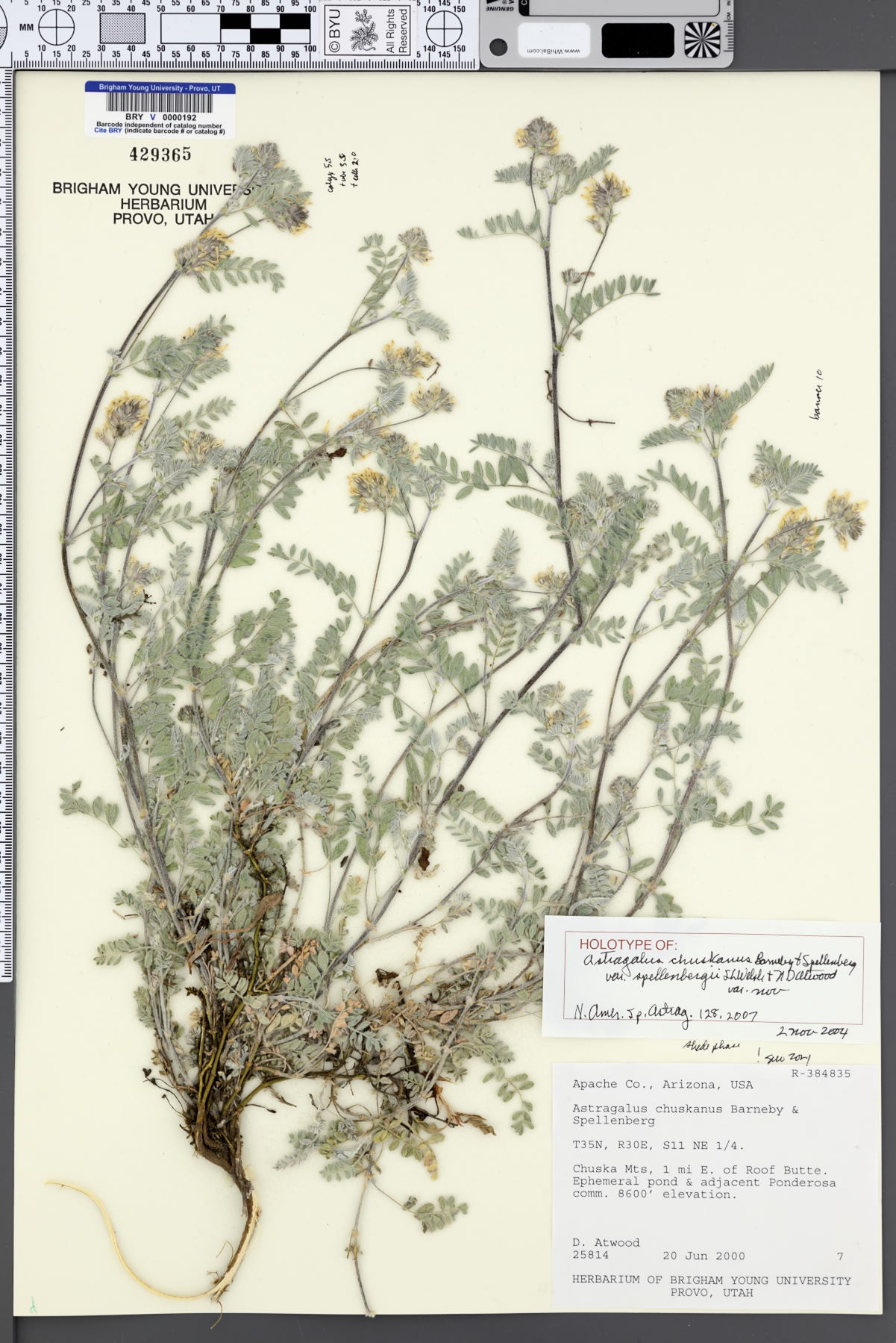 Astragalus chuskanus var. spellenbergii image