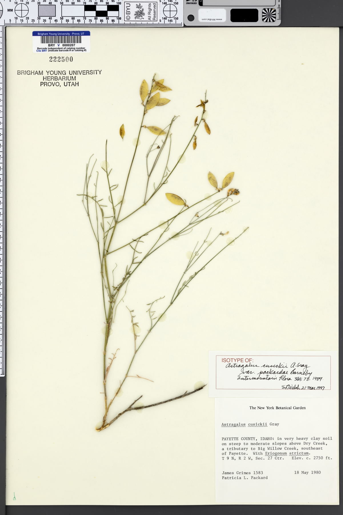 Astragalus cusickii var. packardiae image