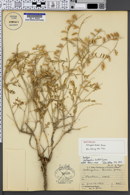 Astragalus diehlii image