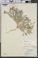 Astragalus hemigyrus image