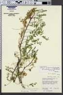 Astragalus lentiginosus var. multiracemosus image