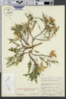 Astragalus lentiginosus var. pohlii image