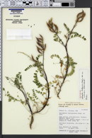 Astragalus mokiacensis image
