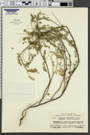 Image of Astragalus microcymbus