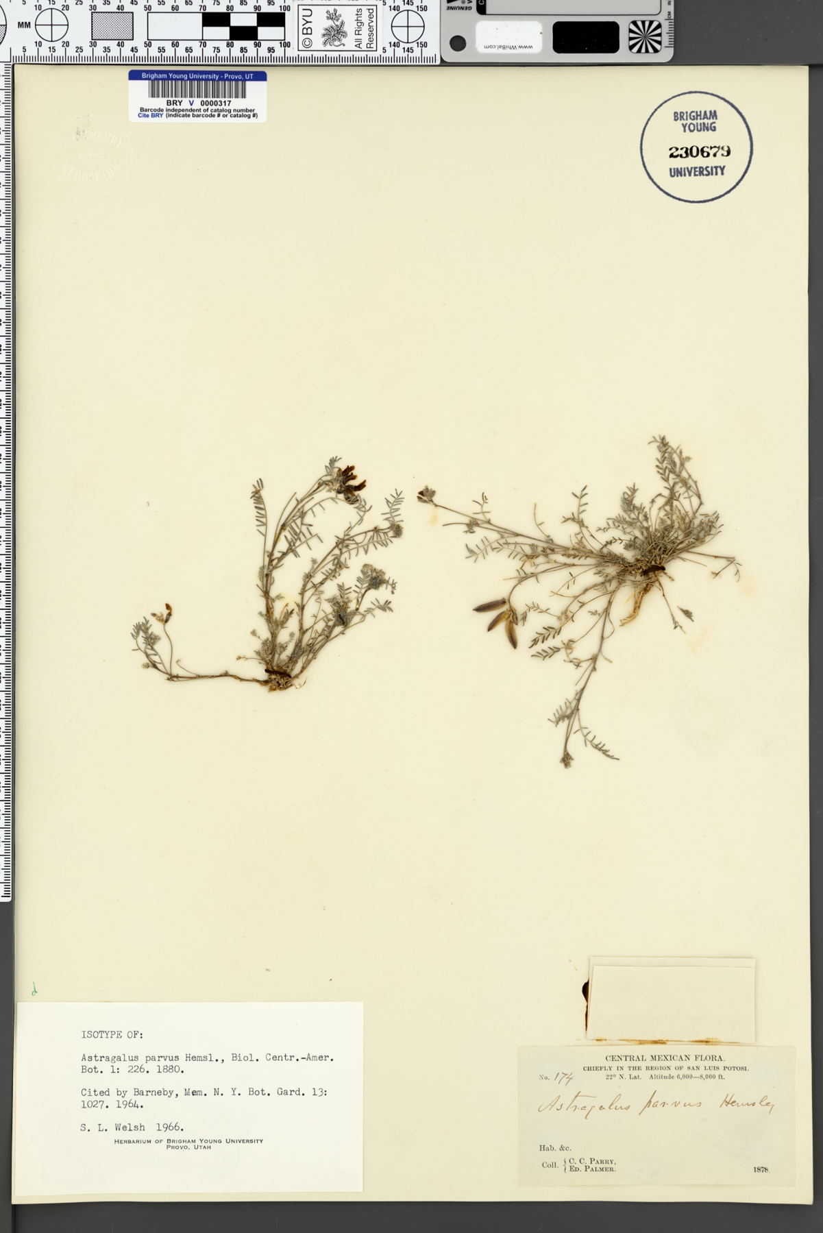 Astragalus parvus image