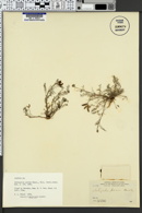 Astragalus parvus image