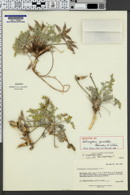Image of Astragalus piscator