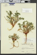 Image of Astragalus cymboides
