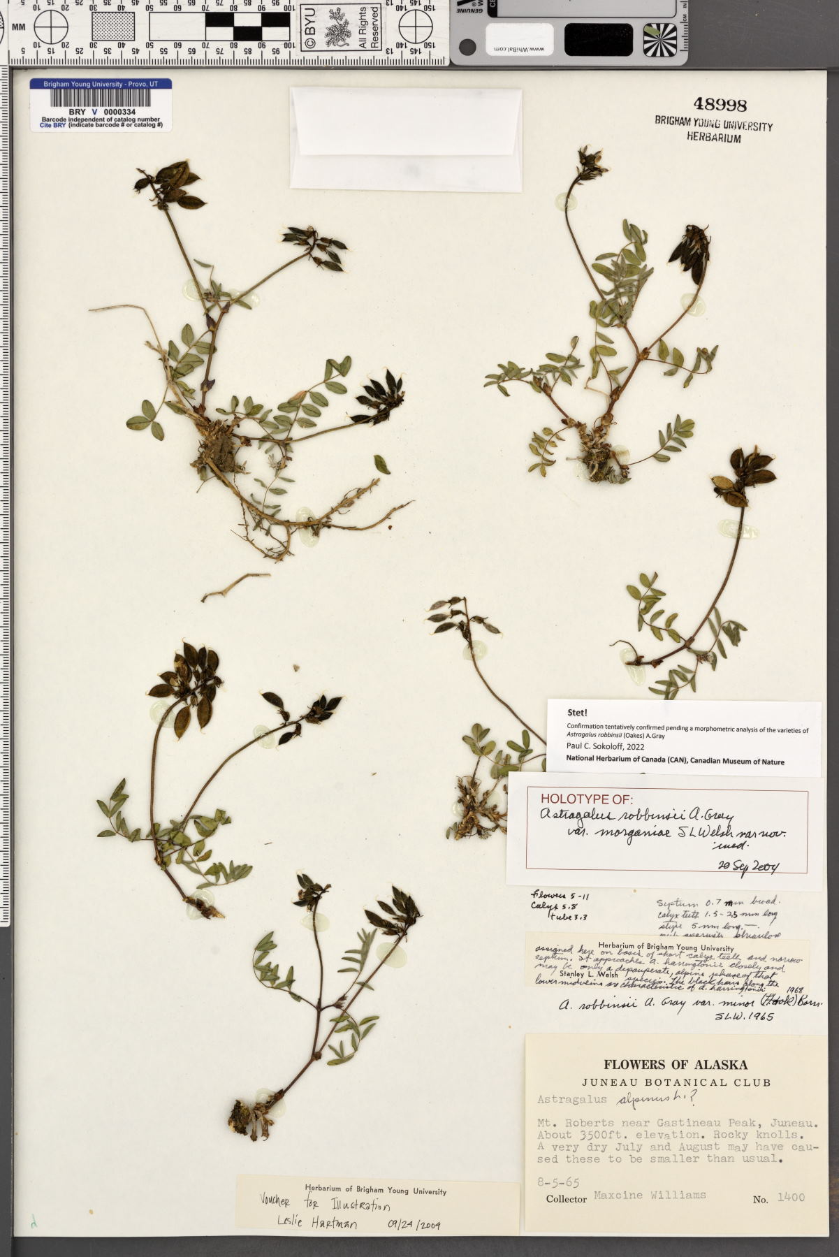 Astragalus robbinsii var. morganiae image