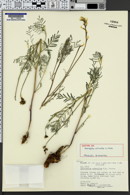 Image of Astragalus schmolliae