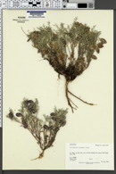 Image of Astragalus serpens