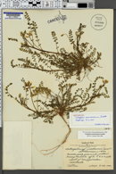 Image of Astragalus soxmaniorum