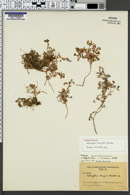 Image of Astragalus bodinii