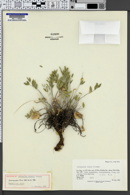 Image of Astragalus welshii