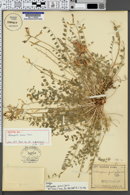 Image of Astragalus zionis