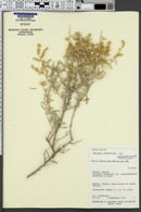 Atriplex canescens var. grandidentatum image
