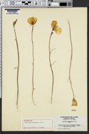 Calochortus rhodothecus image