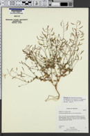 Image of Camissonia dominguez-escalantorum