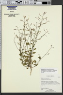Camissonia dominguez-escalantorum image