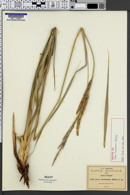 Image of Carex seatoniana