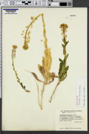 Image of Thelypodiopsis divaricata