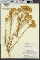 Ericameria nauseosa var. nitida image