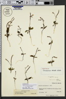 Image of Camissonia bairdii