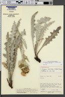 Image of Cirsium barnebyi