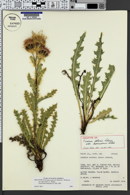 Image of Cirsium eatonii