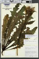 Cirsium joannae image