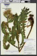 Image of Cirsium joannae