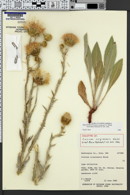 Image of Cirsium virginense