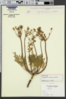 Image of Cogswellia concinna