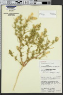 Image of Corispermum welshii