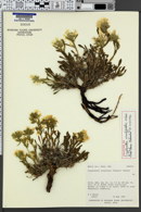 Image of Oreocarya creutzfeldtii