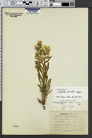 Image of Oreocarya johnstonii
