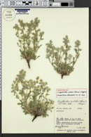Image of Oreocarya welshii