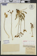 Cynomarathrum scabrum image